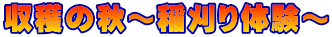 n̏H`̌`